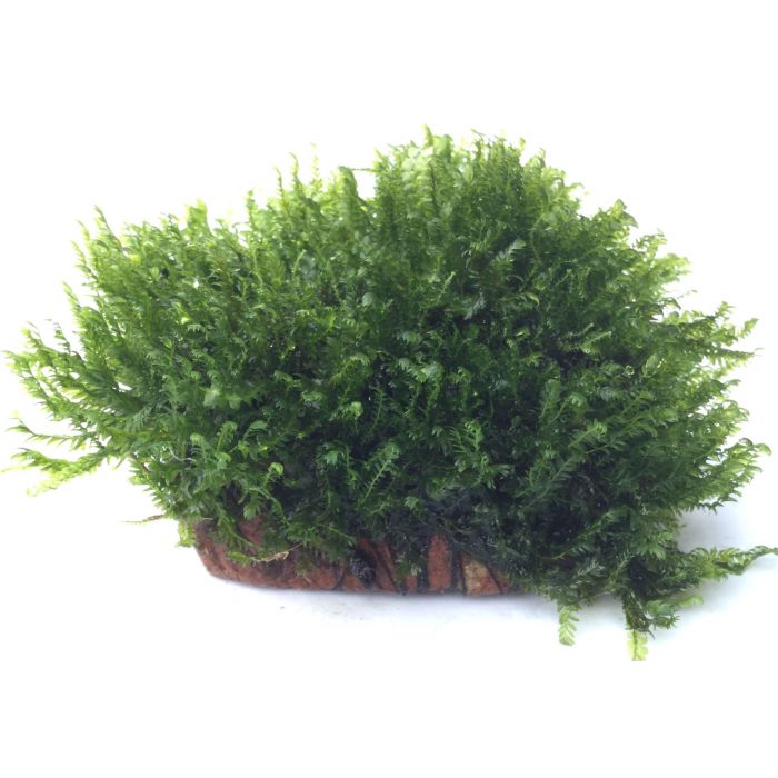 Live Plants / Moss
