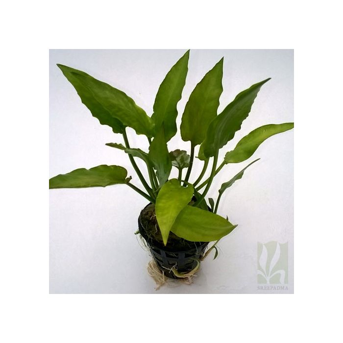 Cryptocoryne Pontederiifolia