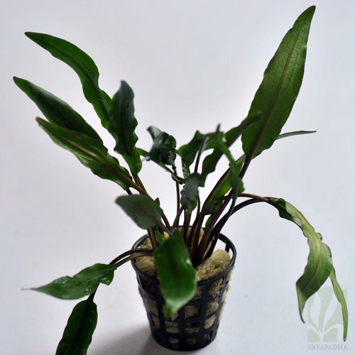 Cryptocoryne Wendtii