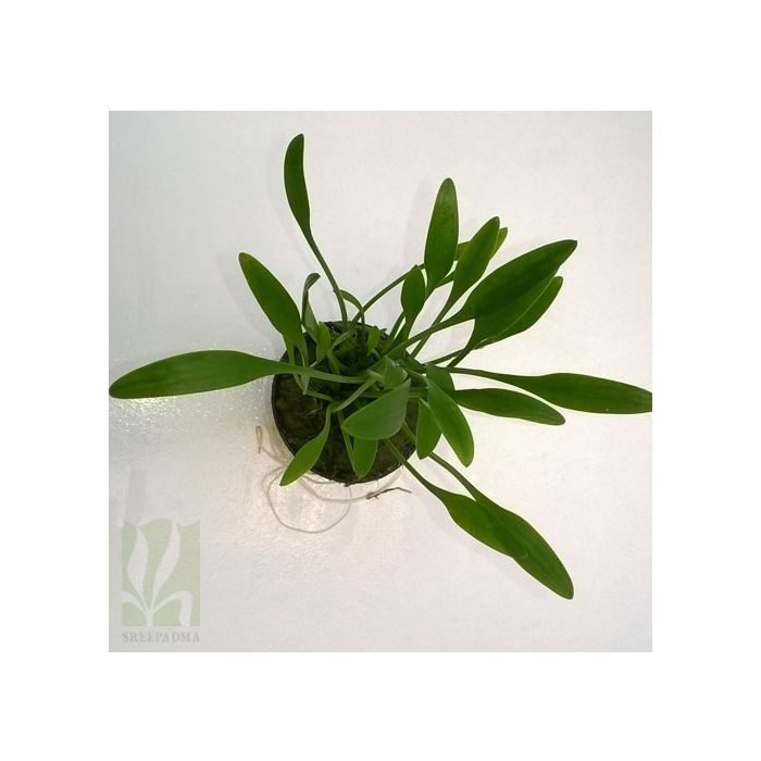 Cryptocoryne Parva