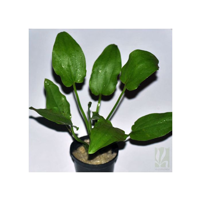 Echinodorus Cordifolius Marble Queen - Green