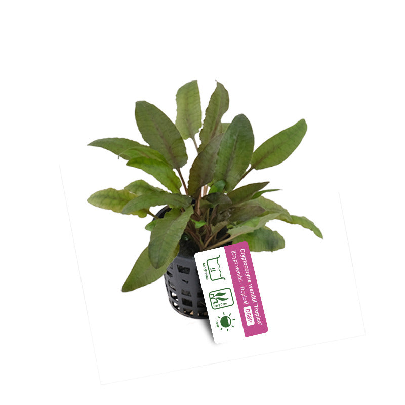 Cryptocoryne Wendtii 'Tropica'