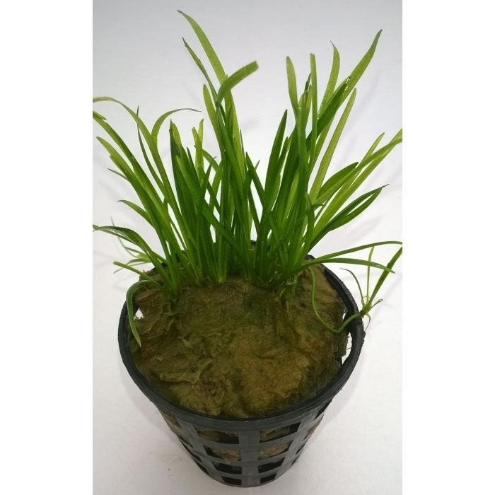 Echinodorus Tennelus "Micro"