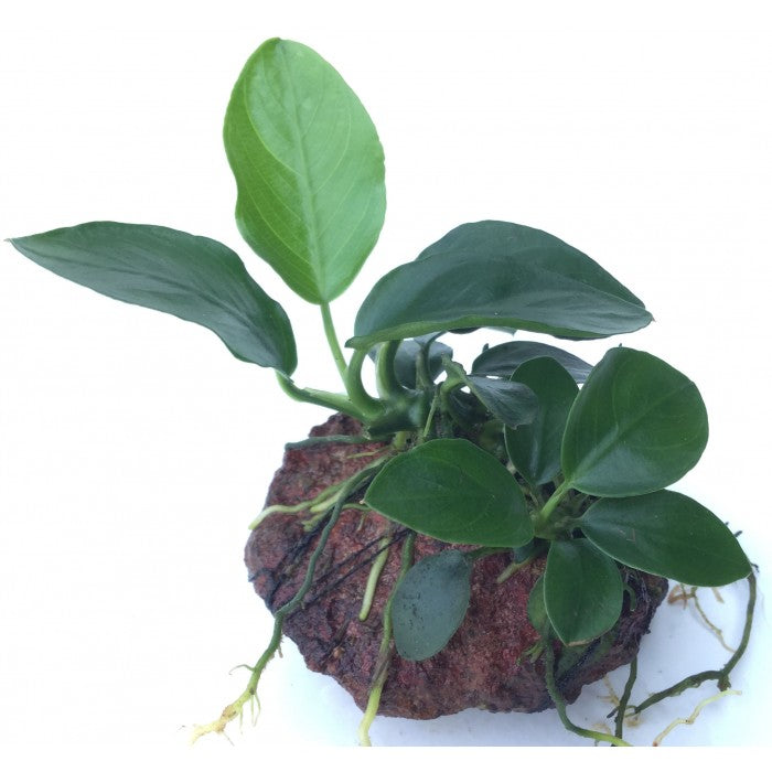 Anubias Nana Pot