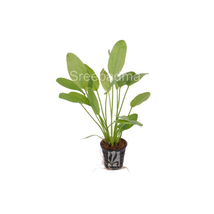 Echinodorus Big Bear