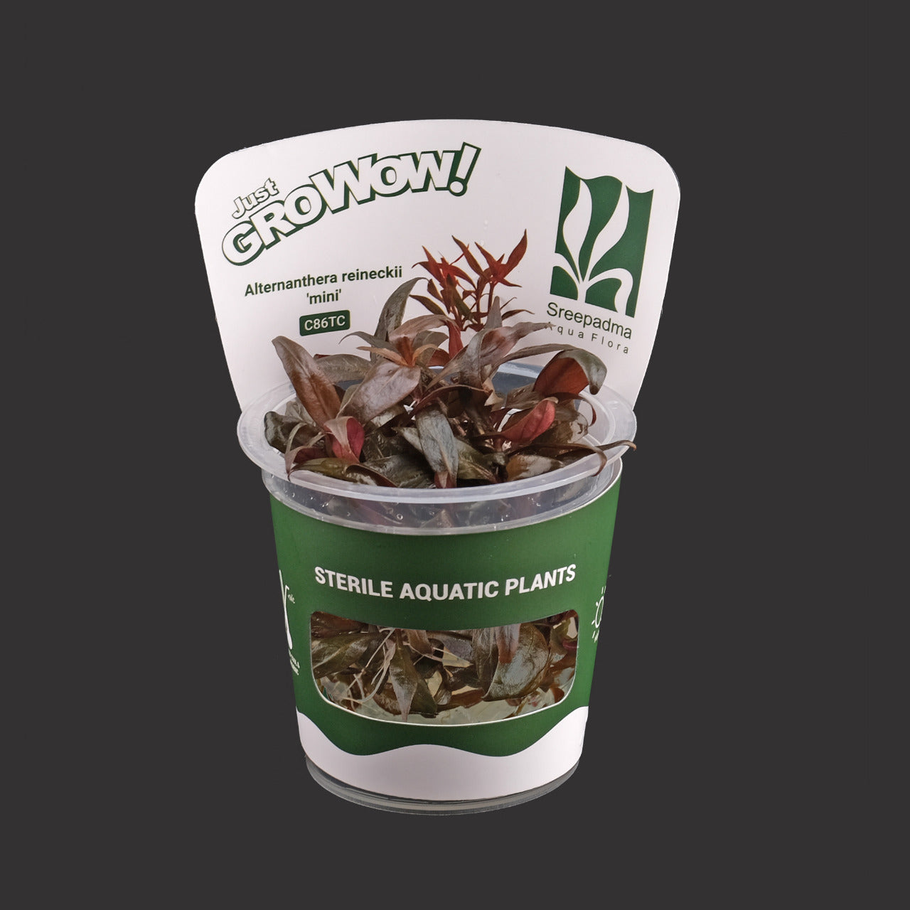 Alternanthera Reineckii ‘mini’