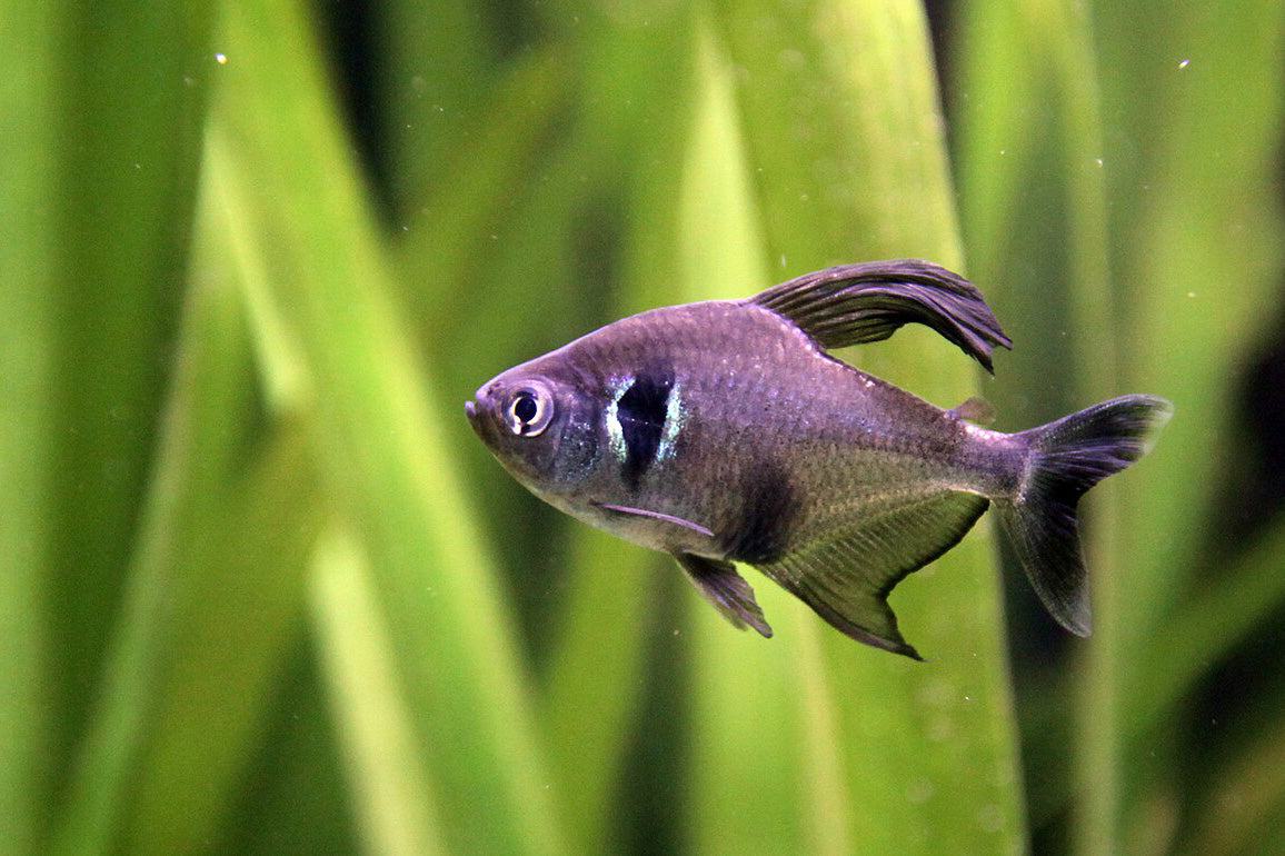 Black Phantom Tetra