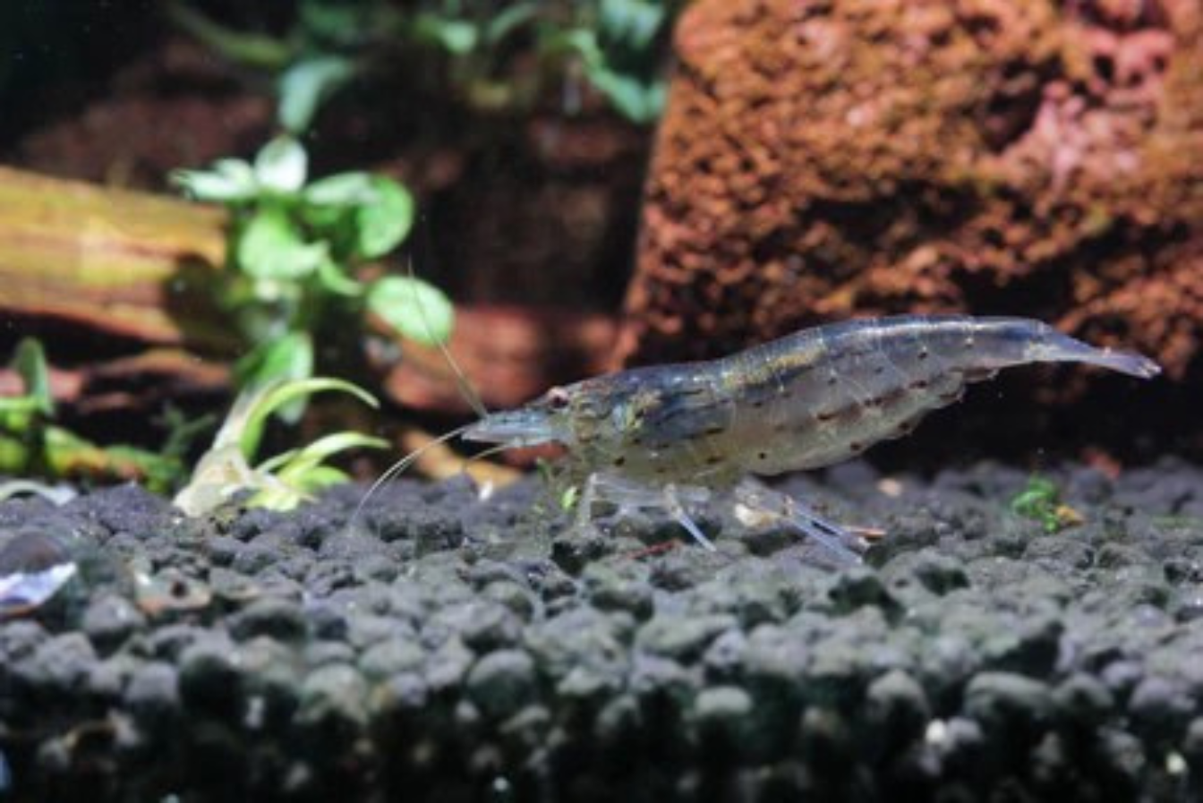 Amano Shrimp