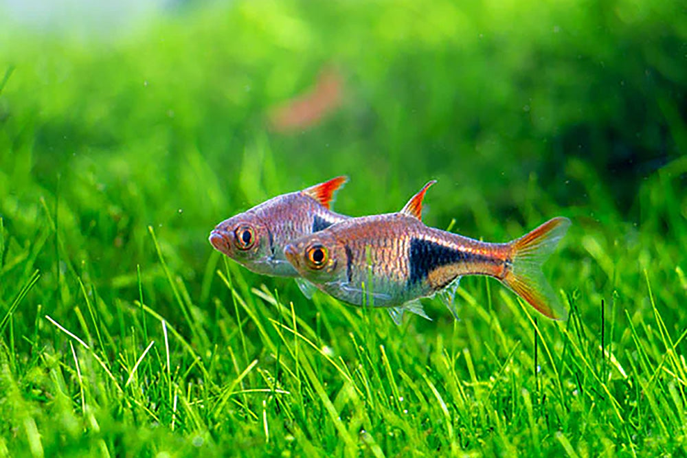 Lampchop Rasbora