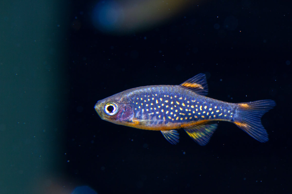 Galaxy Rasbor Galaxy Rasbora – New Red Sea Aquarium