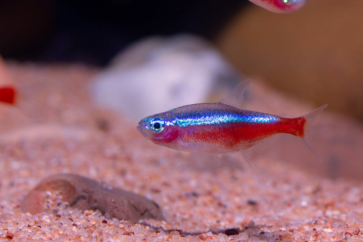 Red Nymph Fish New Red Sea Aquarium