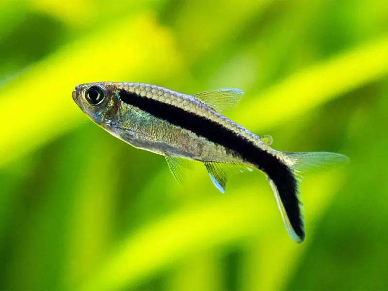 Penguin Tetra
