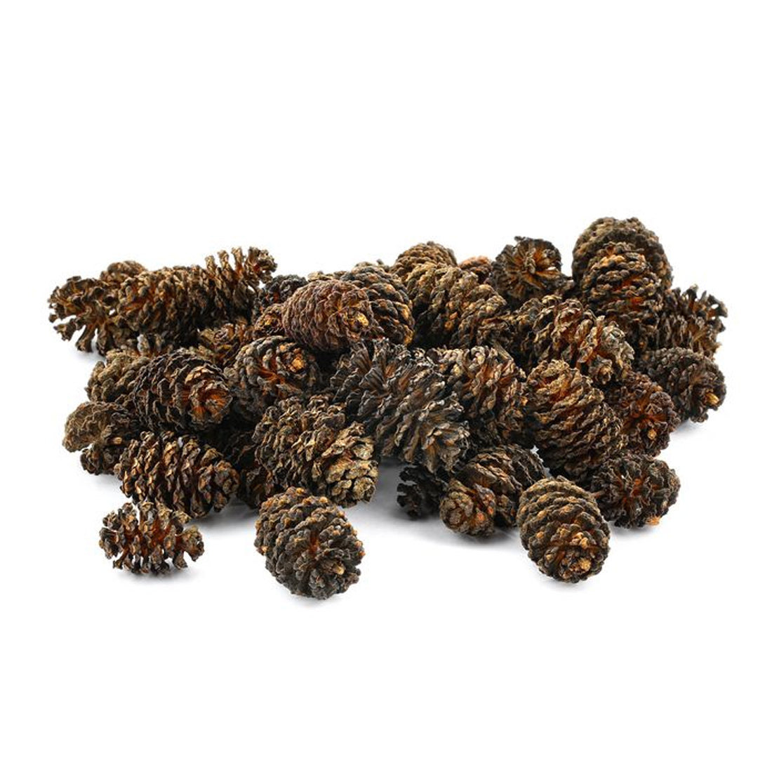 Alder Cones