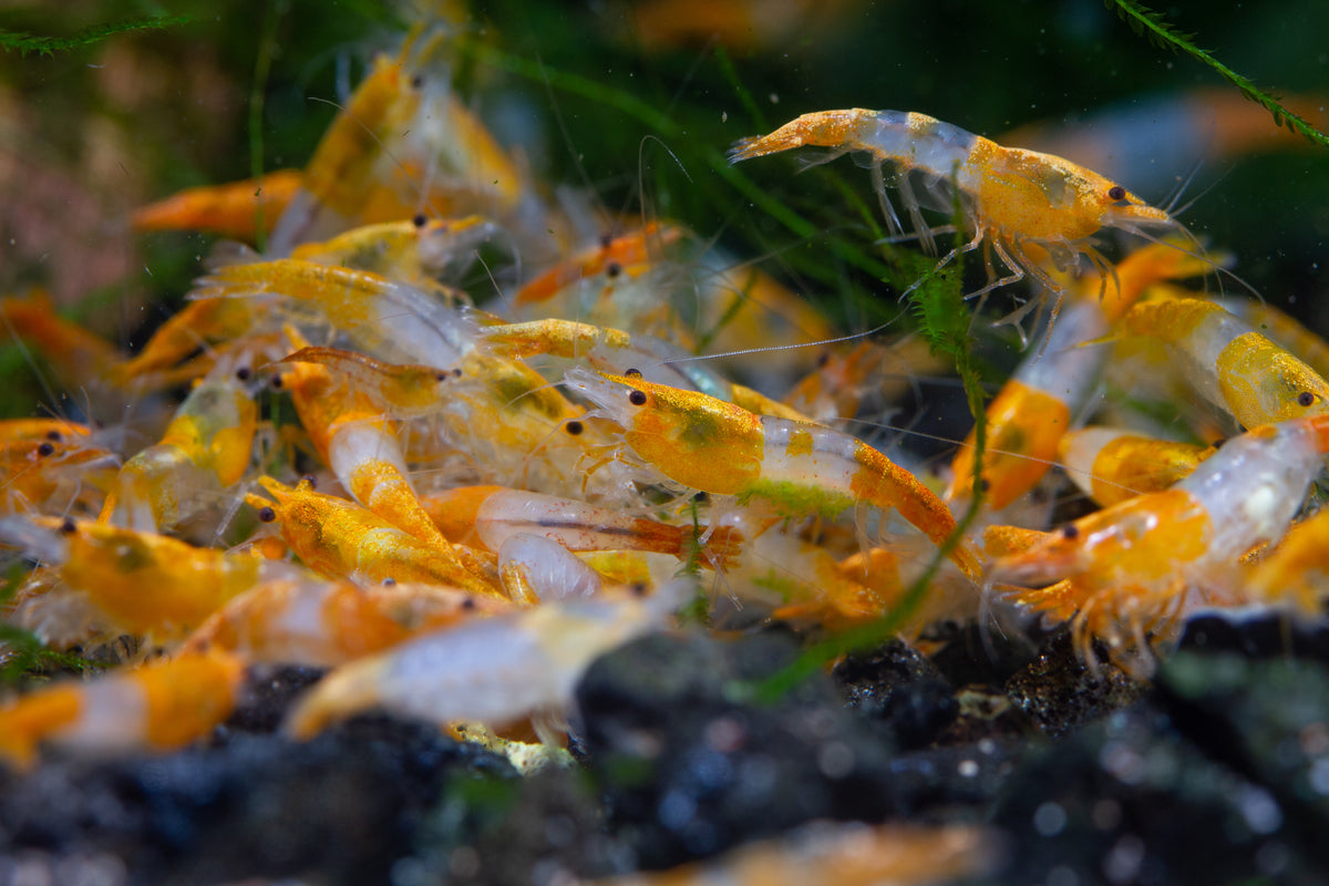 Orange Rili – New Red Sea Aquarium