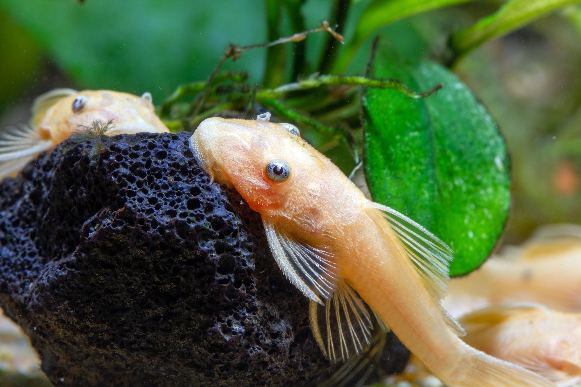 Ancistrus sp L144 Blue Eyes