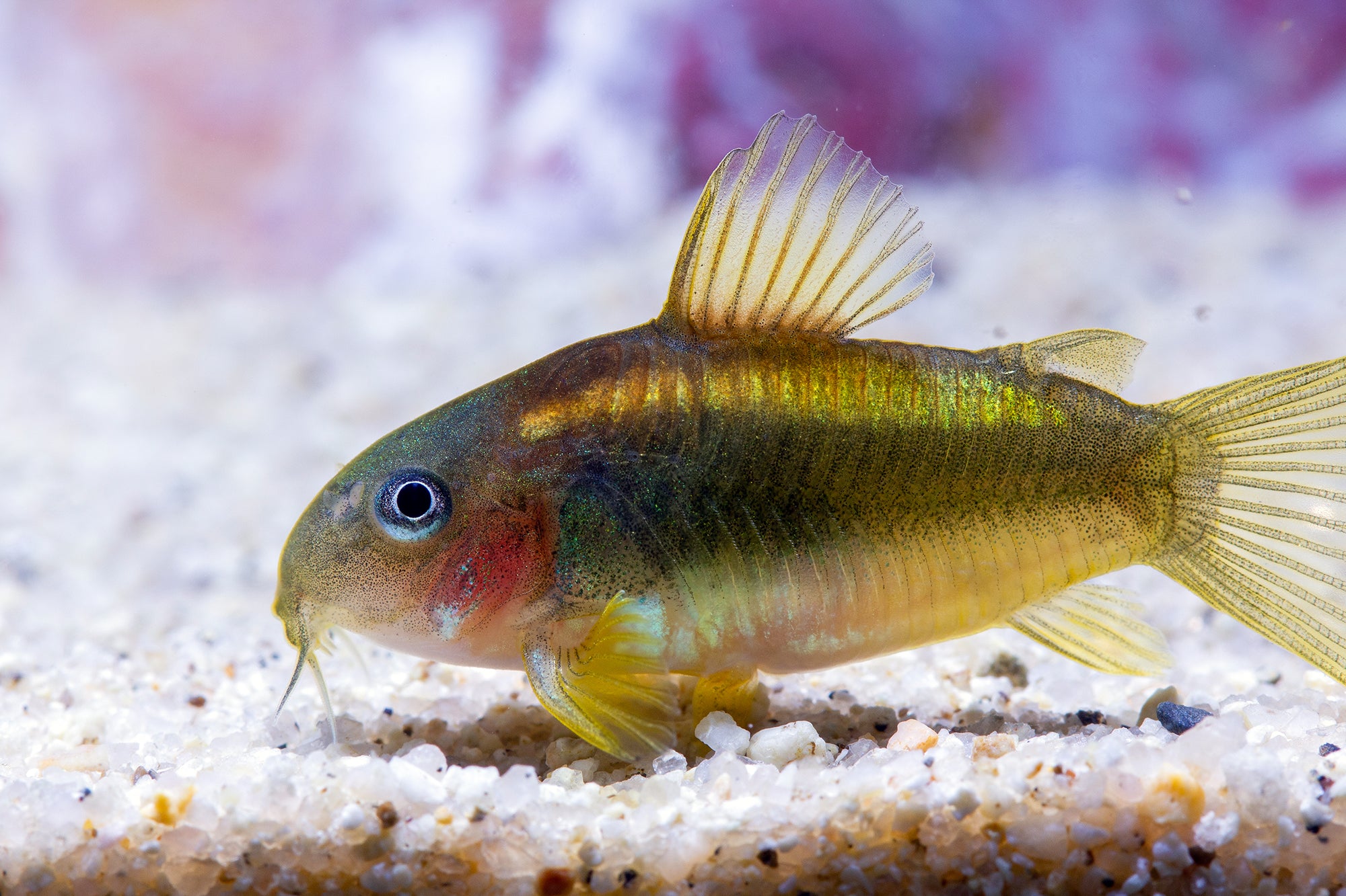 Corydoras Gold Laser